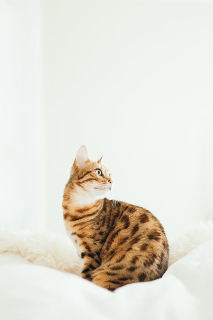 cat pet