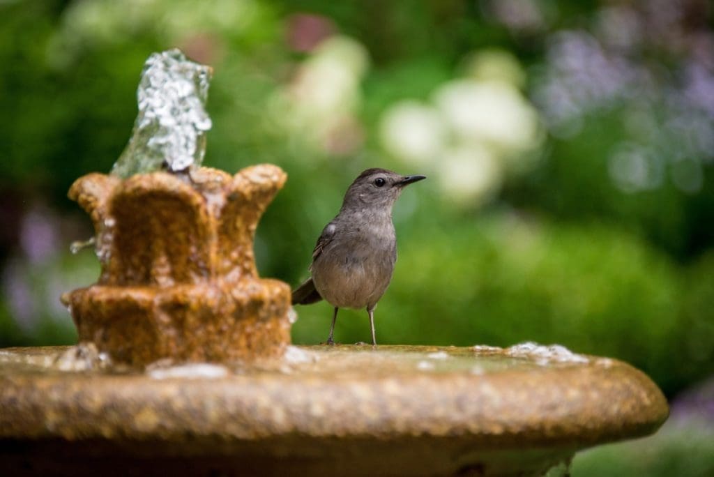 bird water fountain