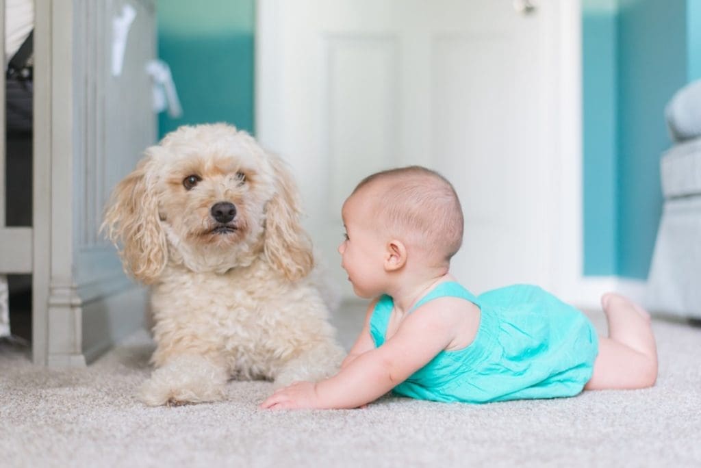 baby dog carpet