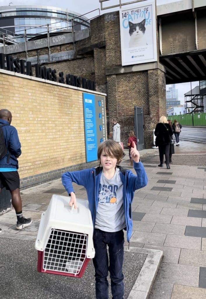 battersea cats