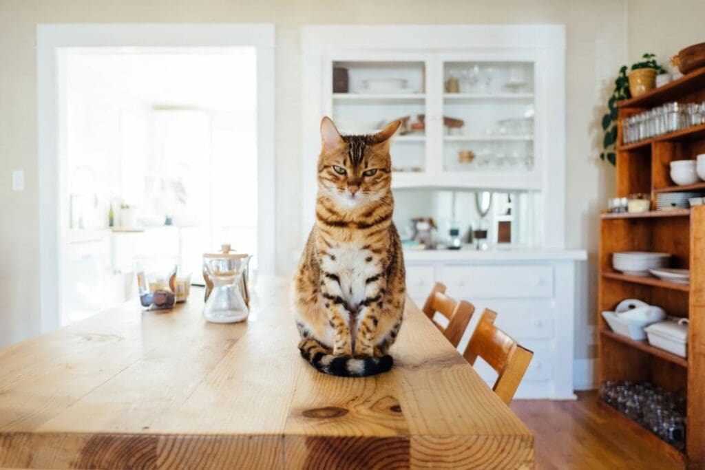 cat kitchen home