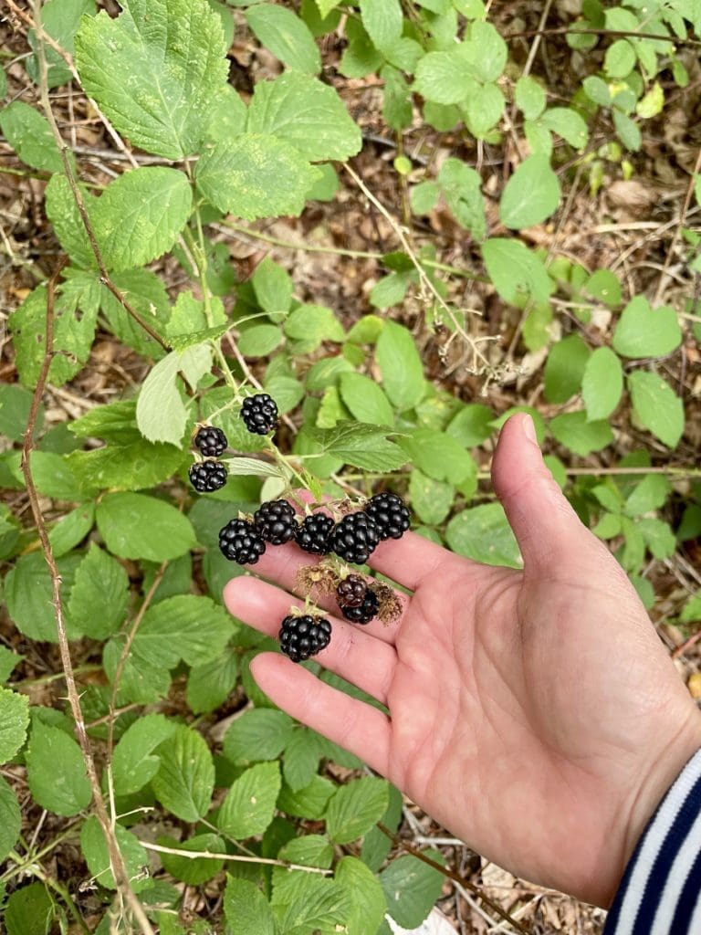 blackberry foraging