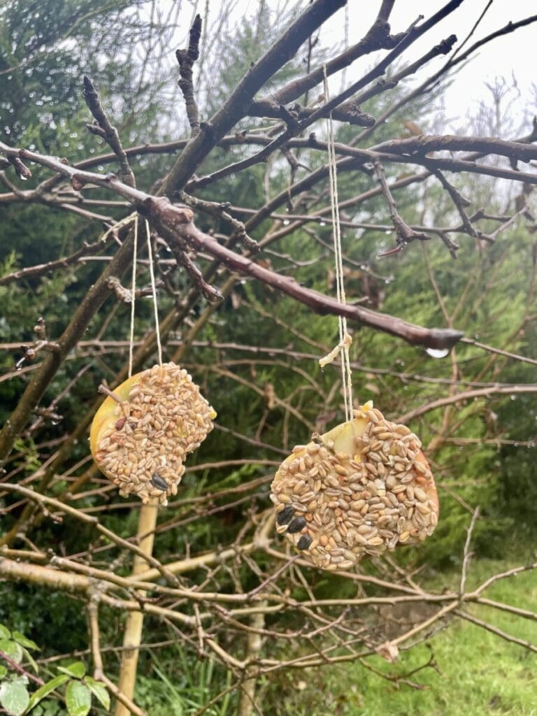 apple bird feed activity