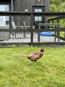 Retallack Resort pheasant